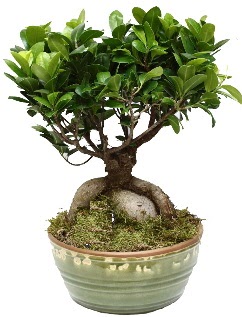 Japon aac bonsai saks bitkisi  stanbul ucuz iek gnder 