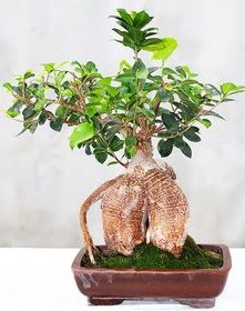 Japon aac bonsai saks bitkisi  stanbul iek siparii vermek 