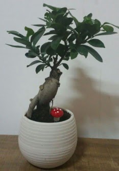 Bonsai japon aac saks iei  stanbul hediye iek yolla 