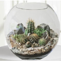 Cam fanus Terrarium 5 kakts  stanbul iek gnderme sitemiz gvenlidir 