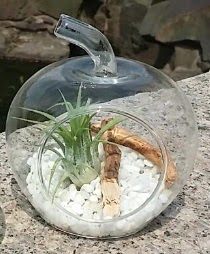 Elma kk boy terrarium 1 kakts  stanbul cicek , cicekci 