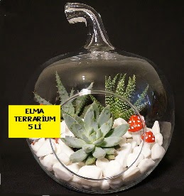 5 kaktsl Elma terrarium orta boy  stanbul iek online iek siparii 