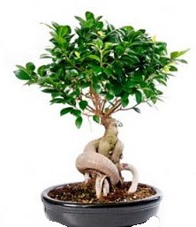 Bonsai japon aac seramik iinde  stanbul 14 ubat sevgililer gn iek 