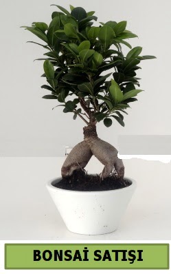 Bonsai japon aac sat  stanbul nternetten iek siparii 