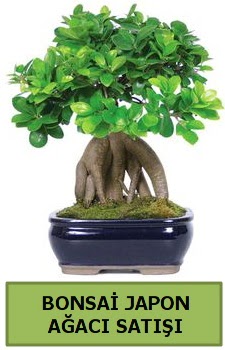 Bonsai japon aac sat  stanbul iekiler 