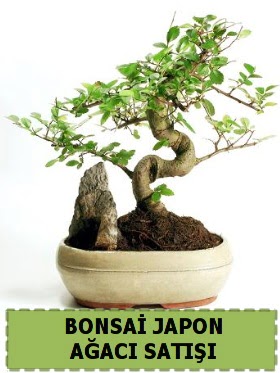 Bonsai japon  aac sat Minyatr thal  stanbul anneler gn iek yolla 