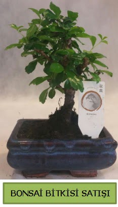 Bonsai ithal grsel minyatr japon aac  stanbul iek siparii vermek 