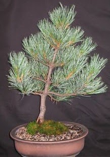 Bonsai am aac japon aac bitkisi  stanbul cicekciler , cicek siparisi 