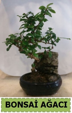 Bonsai aac japon aac sat  stanbul online iek gnderme sipari 