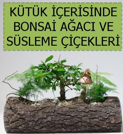 Ktk ierisinde bonsai japon aa bitkisi  stanbul iekiler 