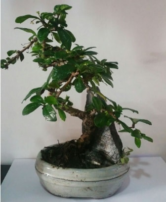 S eklinde ithal bonsai aac  stanbul ieki maazas 