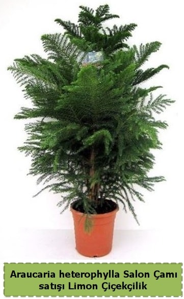 Salon am Sat Araucaria heterophylla  stanbul iekiler 