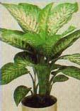 DIEFFENBACHIA SEGUINE ITHAL